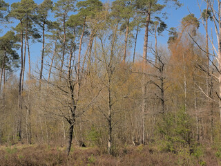 Fototapeta premium Landscape with heath and forest on a sunny spring day in Maldegemveld nature reserve, Ursel, Flanders, Belgium 