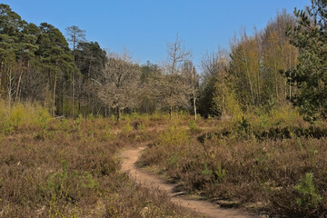 Landscape with heath and forest on a sunny spring day in Maldegemveld nature reserve, Ursel, Flanders, Belgium 
