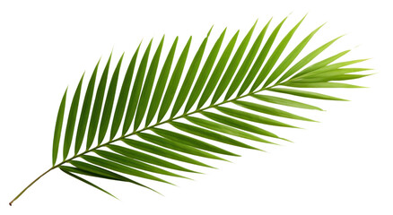 PNG Palm leaf plant tree freshness