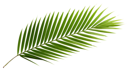 PNG Palm leaf plant tree freshness