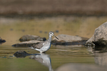 Greater Yellowlegs cleaning its feathers