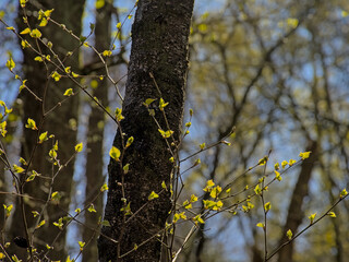 . Sunny fresh green young birch leaves against dark tree trunks in the spring forest, selective focus with bokeh trees and blue sky in the background 