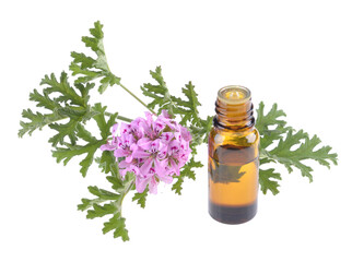 Rose Geranium essential oil in dark glass bottle with fresh scented  leaves isolated on white background.