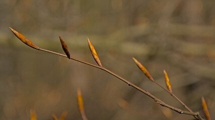Brown leaf buds on a twig of a beech tree, selective focus with cream bokeh background 