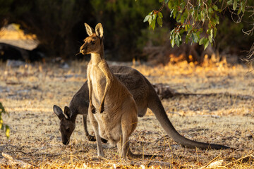 Wild Western Grey Kangaroo being alert in Whiteman Park in the Swan Valley around Perth, Western Australia