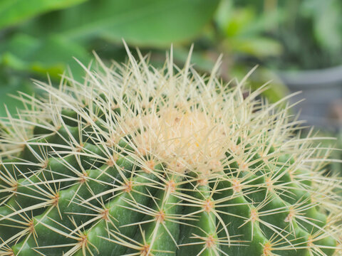 Close-up of The Golden ball cactus or Golden Barrel Cactus after the rain feeling refreshed cactus plants. Macro  green cactus.