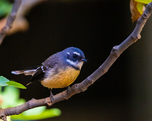 Rufous Whistler in the bushland of the Swan Valley close to Perth, Western Australia