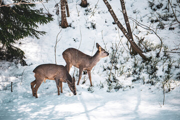 Rehe auf Nahrungssuche  © Martin