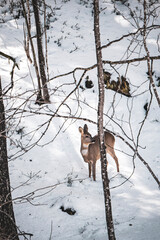 Rehe auf Nahrungssuche 