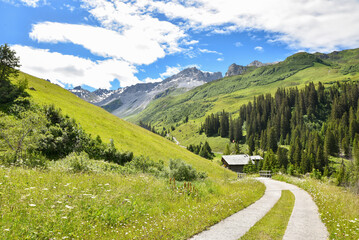 pictorial hiking route through wildflower meadow, Gafiertal valley, prattigau alps - 786289718