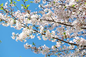 東京都杉並区の公園の桜