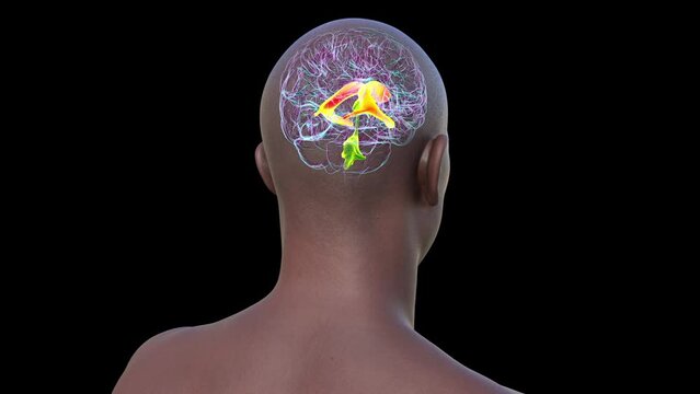 The lateral brain ventricles, highlighted in the man's body, are the largest paired cavities in the brain responsible for producing and circulating cerebrospinal fluid, presented in a 3D animation.