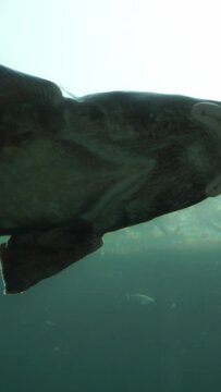 big sturgeon fish vertical video