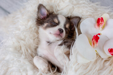 Cute fluffy Chihuahua puppy lying on its back, sleeping top view