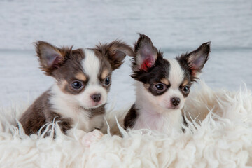 Cute fluffy chihuahua puppies sitting in a white fur blanket