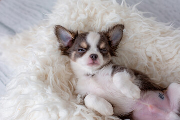 Cute fluffy Chihuahua puppy lying on its back, sleeping top view