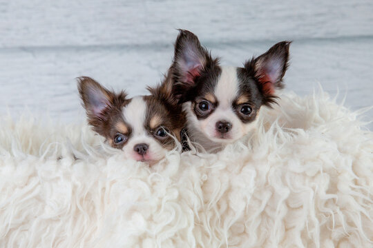 Cute fluffy chihuahua puppies sitting in a white fur blanket