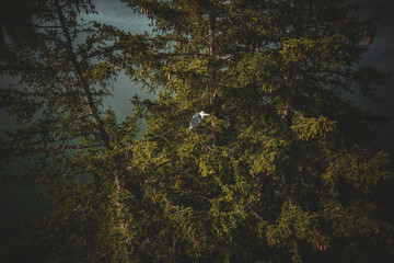 Ein Graureiher in den Alpen