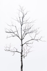 Fototapeta na wymiar Photograph of tree branches with white background