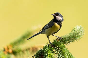 great tit in the foreground on a pine branch. Parus major
