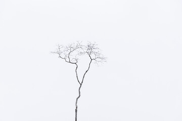Photograph of tree branches with white background