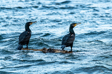 two cormorants lurking on a floating log on the choppy waters of the lak