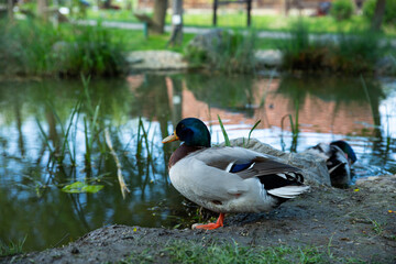 Wild duck by the lake