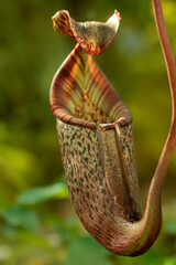 Kannenpflanze (Nepenthes) fleischfressende Pflanze, Tropen