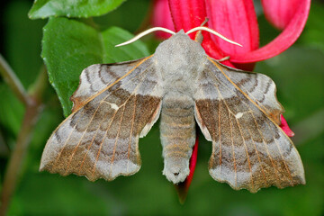 Pappelschwärmer (Laothoe populi) Schmetterling auf roter Blüte  © Aggi Schmid