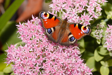 Tagpfauenauge (Aglais io) Schmetterling auf rosa Blüte 