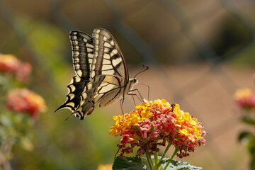 Schwalbenschwanz  (Papilio machaon)  Schmetterling auf gelb-oranger Blüte
