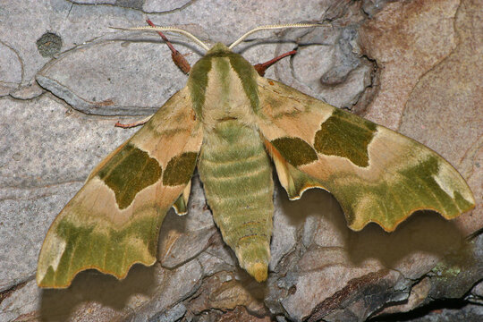Lindenschwärmer (Mimas tiliae) Schmetterling, Nachtfalter