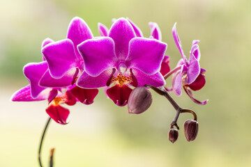 purple orchid flower and buds isolated from background