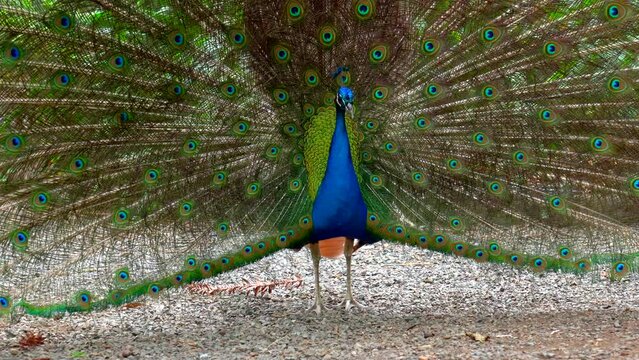 A peacock is walking on a path in a garden. The peacock is large and has many beautiful blue and green feathers. The scene is peaceful and serene, with the peacock being the main focus of the image