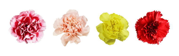 Set of red, yellow and peach carnation flowers isolated on white or transparent background. Top...
