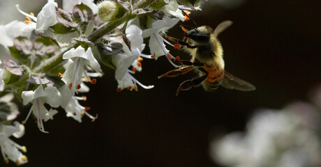bee on flower