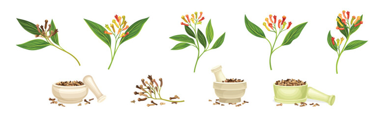 Clove Branch and Dry Seed Condiment Vector Set