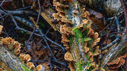 Fungus and moss on a tree trunk