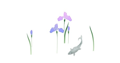 あやめ　菖蒲　鯉