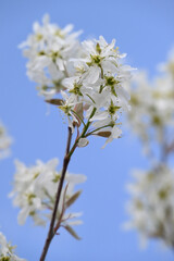 Fototapeta premium 6月に果実を収穫できるジューンベリーの木に、春、満開の美しい花が咲く風景