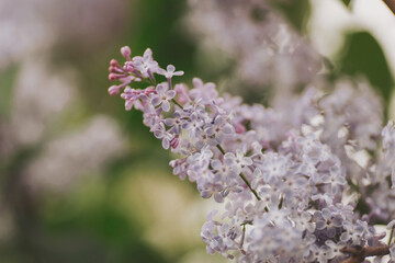 Branch of lilac flowers with green leaves. Lilac blossom, purple flowers, spring time and lilac tree flowering.