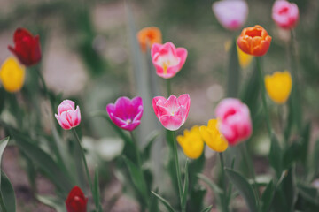 Naklejka premium colorful tulips flowers blooming in a spring garden. white tulips in park. Beautiful Spring Flowers. 
