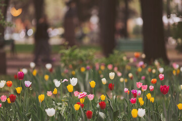 Yellow, white and red tulips on a flower bed in the park, sunny day, sunset light. Public park in...