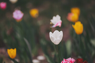 colorful tulips flowers blooming in a spring garden. white tulips in park. Beautiful Spring Flowers. 