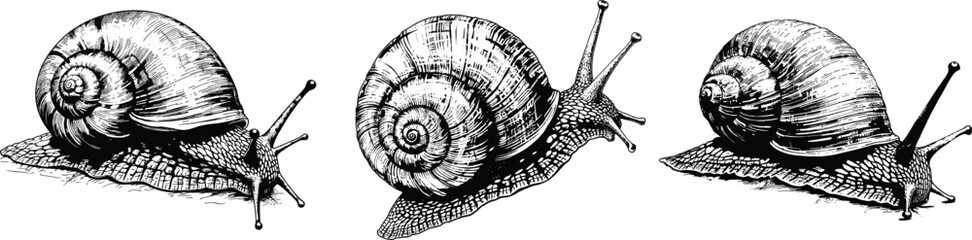 Set of snails, vector illustration.