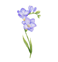 Watercolor violet freesia flower branch with leaves. Hand drawn color drawing isolated
