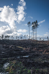 Deforestation in Sweden with a few trees left standing.