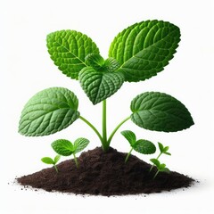 Young green plant growing out from soil isolated on a white background