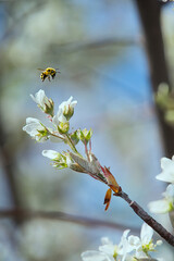 6月に果実を収穫できるジューンベリーの木に、春、満開の美しい花が咲く風景