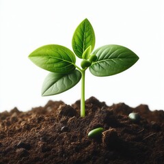 Young green plant growing out from soil isolated on a white background